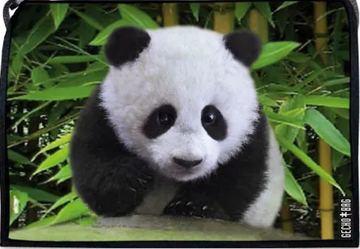 Lasche 307 | Panda