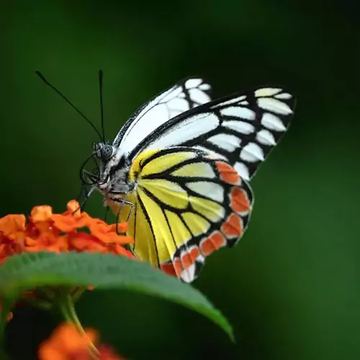 Lasche 2016 | Schmetterling