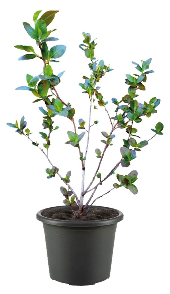 Aronia Strauch Sorte Nero, Premium Qualität, 60-80 cm, wurzelnackt mit Dünger